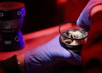 De la ciencia ficción al laboratorio; nacen polluelos en huevos artificiales