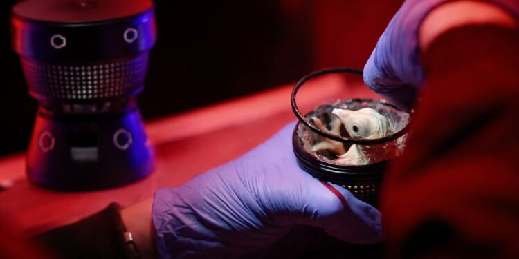 De la ciencia ficción al laboratorio; nacen polluelos en huevos artificiales