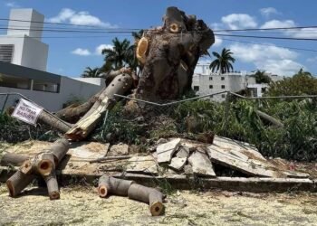 Indignación en Mérida por tala de árbol centenario; vecinos denuncian daño ambiental