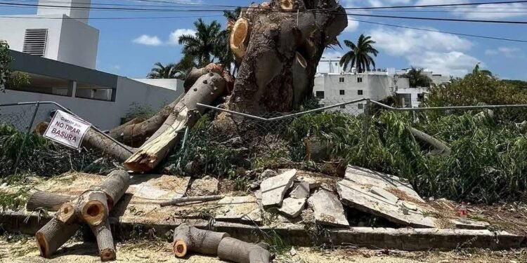 Indignación en Mérida por tala de árbol centenario; vecinos denuncian daño ambiental