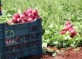 Campo yucateco pisa fuerte; prometen alimentos frescos y apoyo histórico a productores