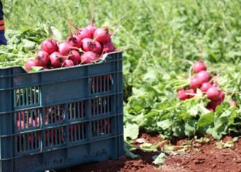 Campo yucateco pisa fuerte; prometen alimentos frescos y apoyo histórico a productores