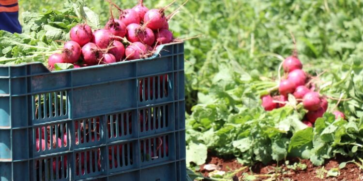 Campo yucateco pisa fuerte; prometen alimentos frescos y apoyo histórico a productores