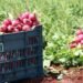 Campo yucateco pisa fuerte; prometen alimentos frescos y apoyo histórico a productores