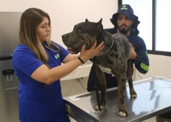 ¿Qué sigue para Zeus? Esto decidió el Municipio tras el ataque entre perros