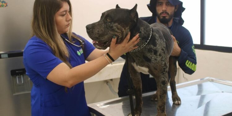 ¿Qué sigue para Zeus? Esto decidió el Municipio tras el ataque entre perros