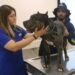 ¿Qué sigue para Zeus? Esto decidió el Municipio tras el ataque entre perros