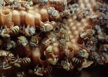 ¿Qué está pasando con las abejas? Miel yucateca pierde valor mientras aumentan amenazas