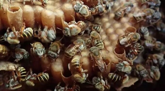 ¿Qué está pasando con las abejas? Miel yucateca pierde valor mientras aumentan amenazas