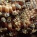 ¿Qué está pasando con las abejas? Miel yucateca pierde valor mientras aumentan amenazas