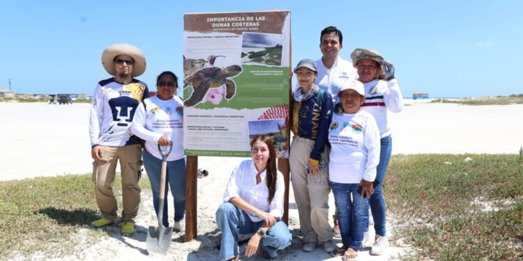 Chuburná bajo protección; así blinda Progreso sus dunas