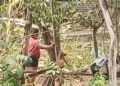 ¡Piden justicia! Denuncian brutal agresión contra un perrito en Opichén