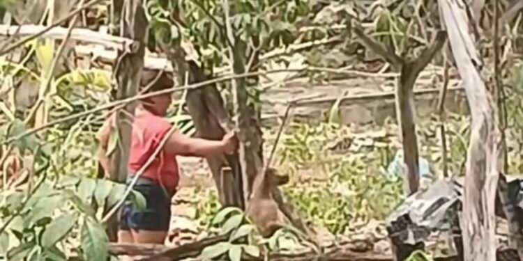 ¡Piden justicia! Denuncian brutal agresión contra un perrito en Opichén