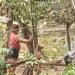 ¡Piden justicia! Denuncian brutal agresión contra un perrito en Opichén