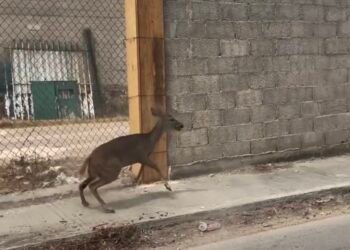 ¿Lo viste? Venado bebé corre desorientado por Umán y desata asombro