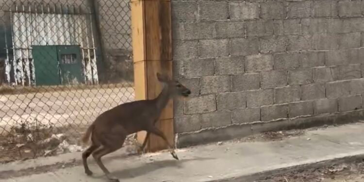 ¿Lo viste? Venado bebé corre desorientado por Umán y desata asombro