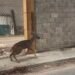¿Lo viste? Venado bebé corre desorientado por Umán y desata asombro