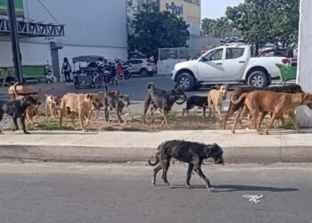 ¡Alertan por jaurías en Kanasín! Habitantes piden acciones inmediatas al alcalde