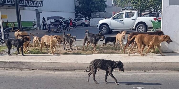 ¡Alertan por jaurías en Kanasín! Habitantes piden acciones inmediatas al alcalde