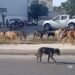 ¡Alertan por jaurías en Kanasín! Habitantes piden acciones inmediatas al alcalde