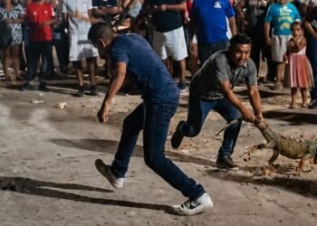 Indigna “juego” con iguanas en Yucatán; las cuelgan en cántaros y las golpean como piñatas