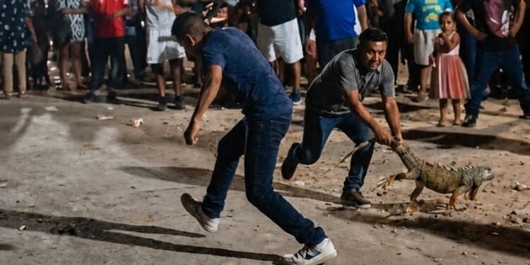 Indigna “juego” con iguanas en Yucatán; las cuelgan en cántaros y las golpean como piñatas