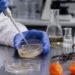 ¿Picante contra las bacterias? Científicos mexicanos crean antibióticos con veneno de alacrán y habanero