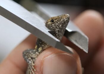 ¿Están disminuyendo las lagartijas yucatecas? Esto dicen científicos