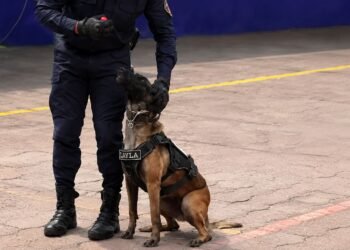¡Atención, Army! Así será el operativo de seguridad en los conciertos de BTS y estos lomitos te cuidarán