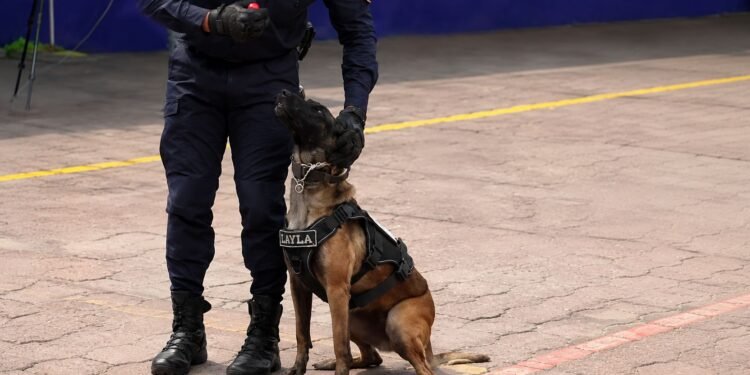 ¡Atención, Army! Así será el operativo de seguridad en los conciertos de BTS y estos lomitos te cuidarán