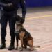 ¡Atención, Army! Así será el operativo de seguridad en los conciertos de BTS y estos lomitos te cuidarán