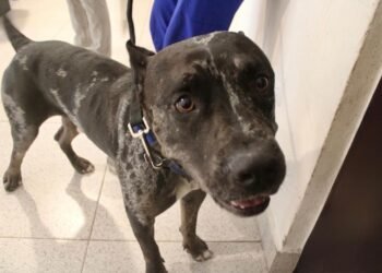 Zeus “lomito más famoso” recupera su hogar… pero la polémica sigue suelta
