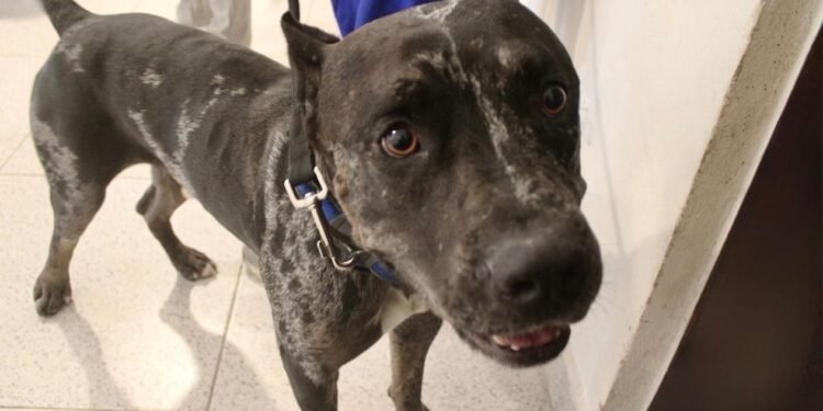 Zeus “lomito más famoso” recupera su hogar… pero la polémica sigue suelta