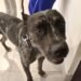 Zeus “lomito más famoso” recupera su hogar… pero la polémica sigue suelta