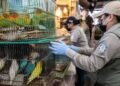 Decomiso de aves exóticas desata vigilancia; te decimos que mercado está bajo la lupa