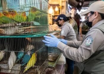 Decomiso de aves exóticas desata vigilancia; te decimos que mercado está bajo la lupa