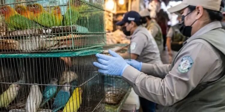 Decomiso de aves exóticas desata vigilancia; te decimos que mercado está bajo la lupa