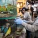 Decomiso de aves exóticas desata vigilancia; te decimos que mercado está bajo la lupa