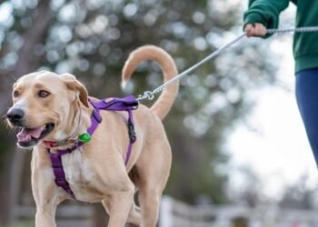 ¿Sin correa? Mérida prepara multas de hasta 50 mil pesos para dueños de mascotas