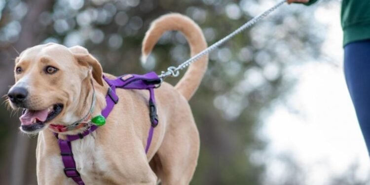 ¿Sin correa? Mérida prepara multas de hasta 50 mil pesos para dueños de mascotas