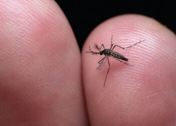 Dengue da tregua en Yucatán; autoridades temen repunte por lluvias