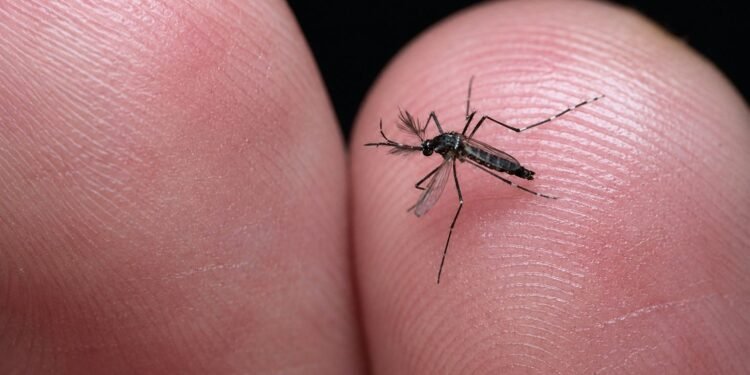 Dengue da tregua en Yucatán; autoridades temen repunte por lluvias