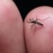 Dengue da tregua en Yucatán; autoridades temen repunte por lluvias