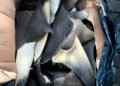 Prisión y multa millonaria por intentar exportar aletas de tiburón. Esto pasó