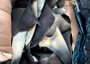 Prisión y multa millonaria por intentar exportar aletas de tiburón. Esto pasó