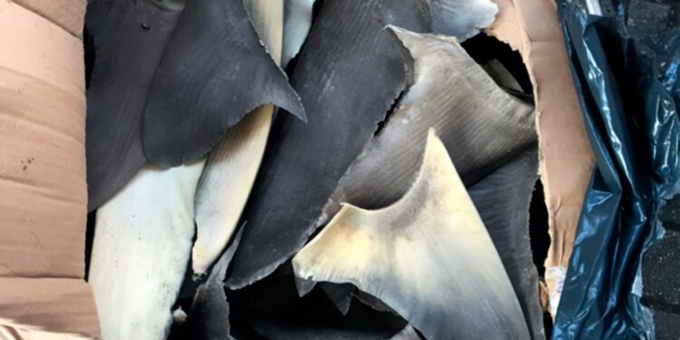 Prisión y multa millonaria por intentar exportar aletas de tiburón. Esto pasó