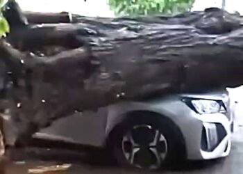 Árbol colapsa sobre camioneta en plena tormenta y provoca cierre de la Pérez Ponce