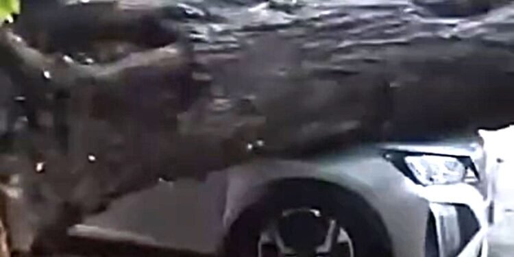 Árbol colapsa sobre camioneta en plena tormenta y provoca cierre de la Pérez Ponce