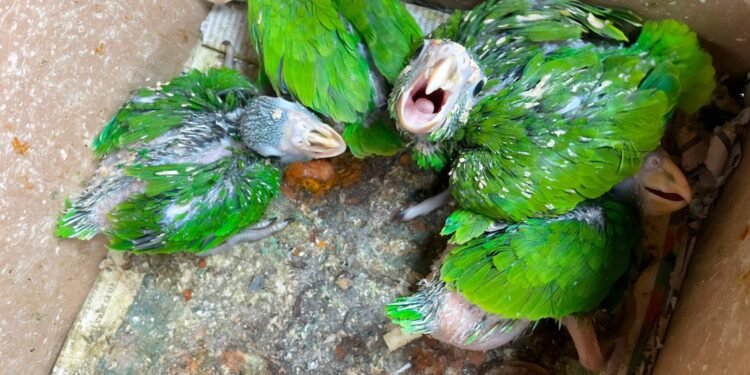El “mercado negro” de los loros ya se mudó a internet: crece el tráfico ilegal en redes