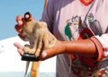 ¿Pulpo yucateco en riesgo? En plena veda, pesca furtiva no se detiene